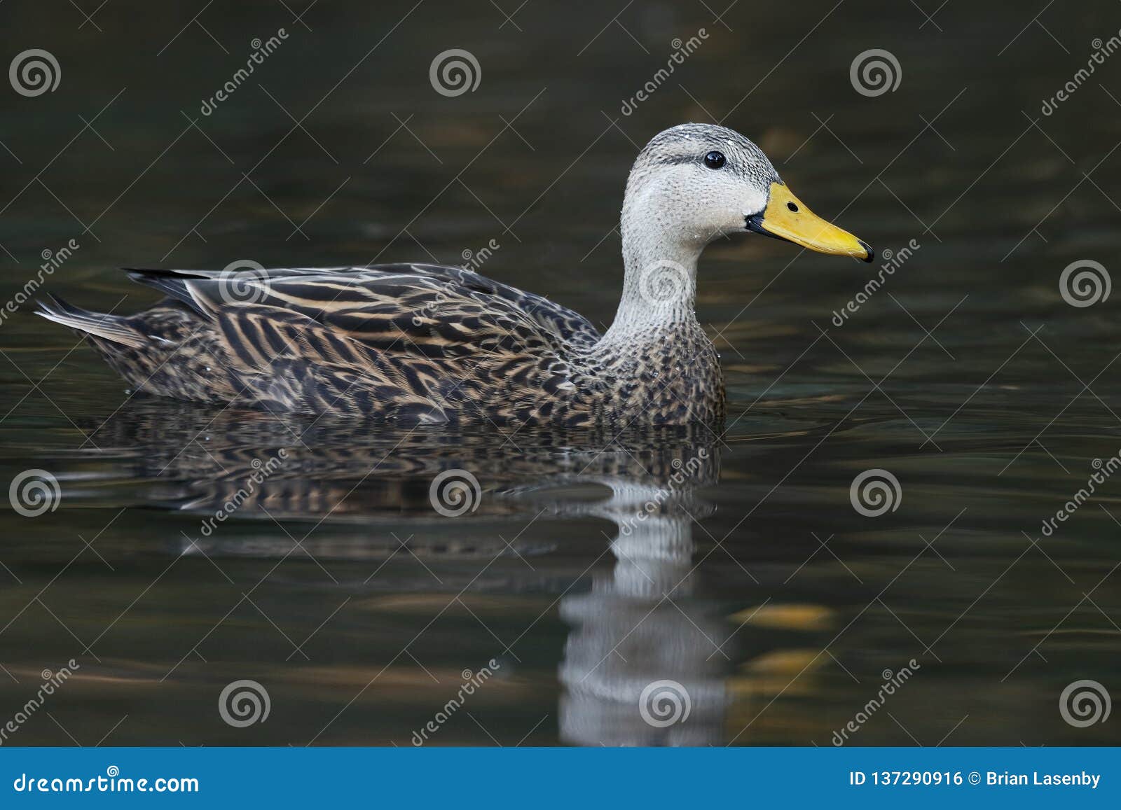 Florida Duck Identification Chart