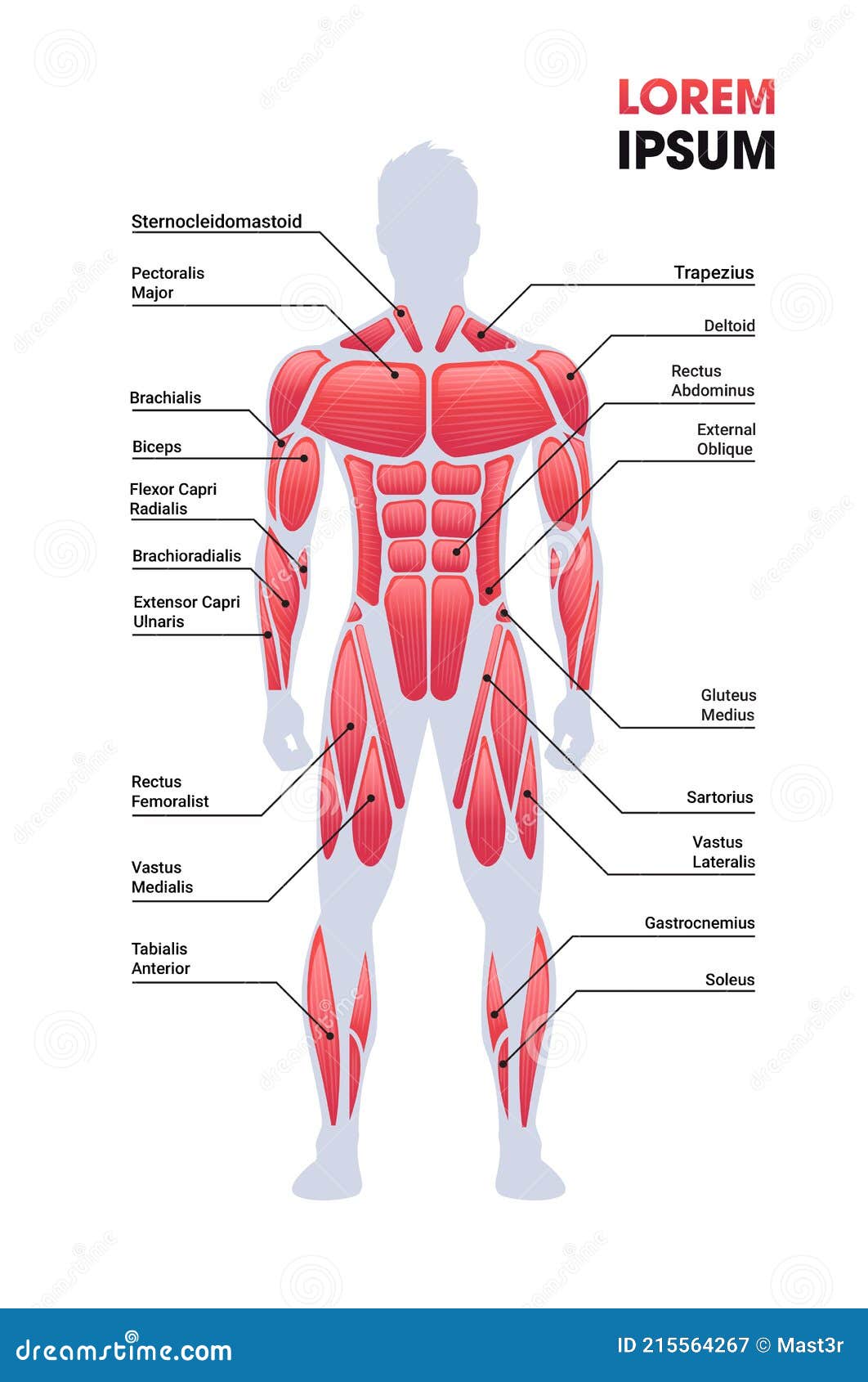 Male Muscular System Board Human Body Structure Muscle Map Full Length
