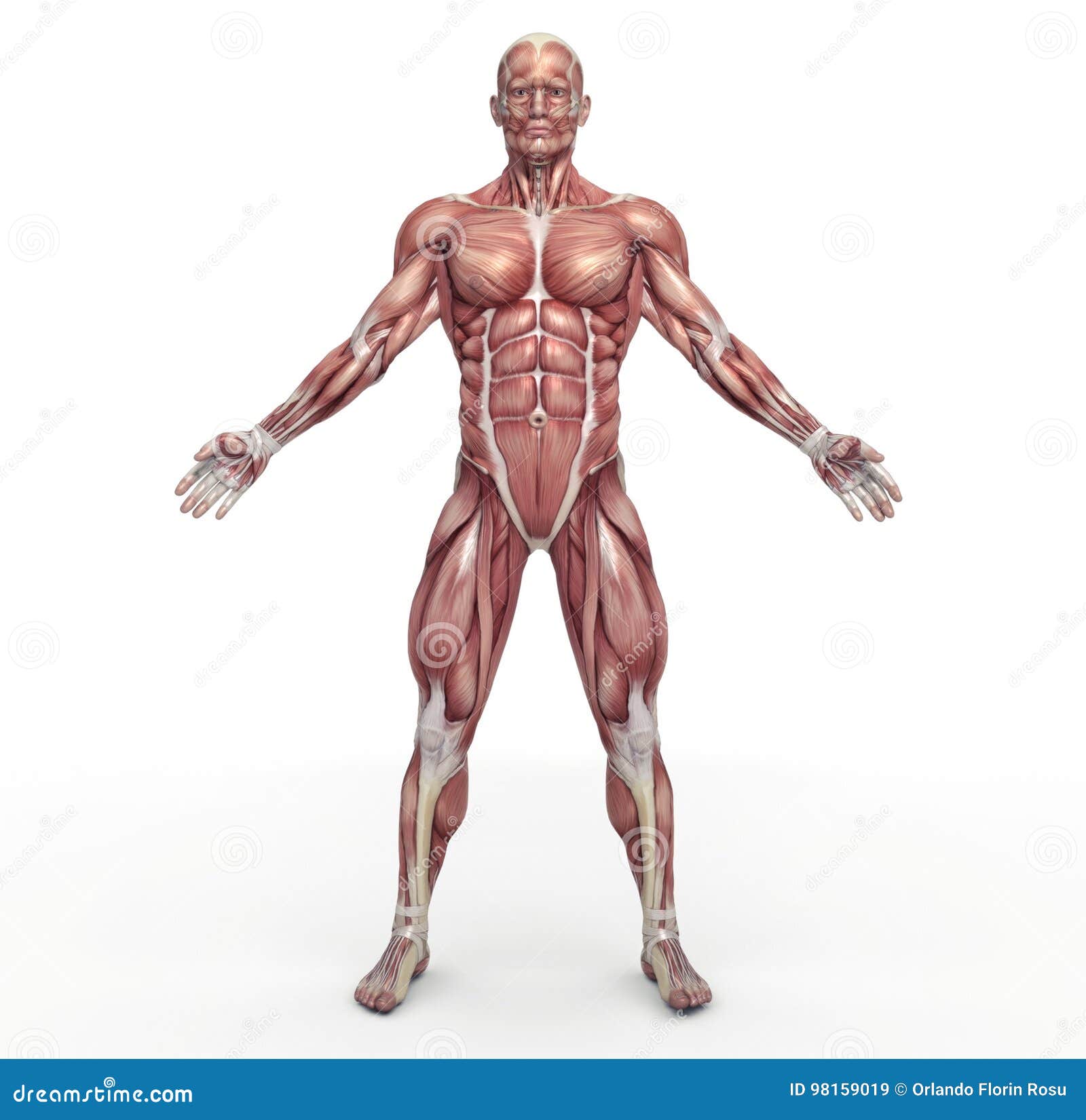 Muscular Cartoons, Illustrations & Vector Stock Images ...