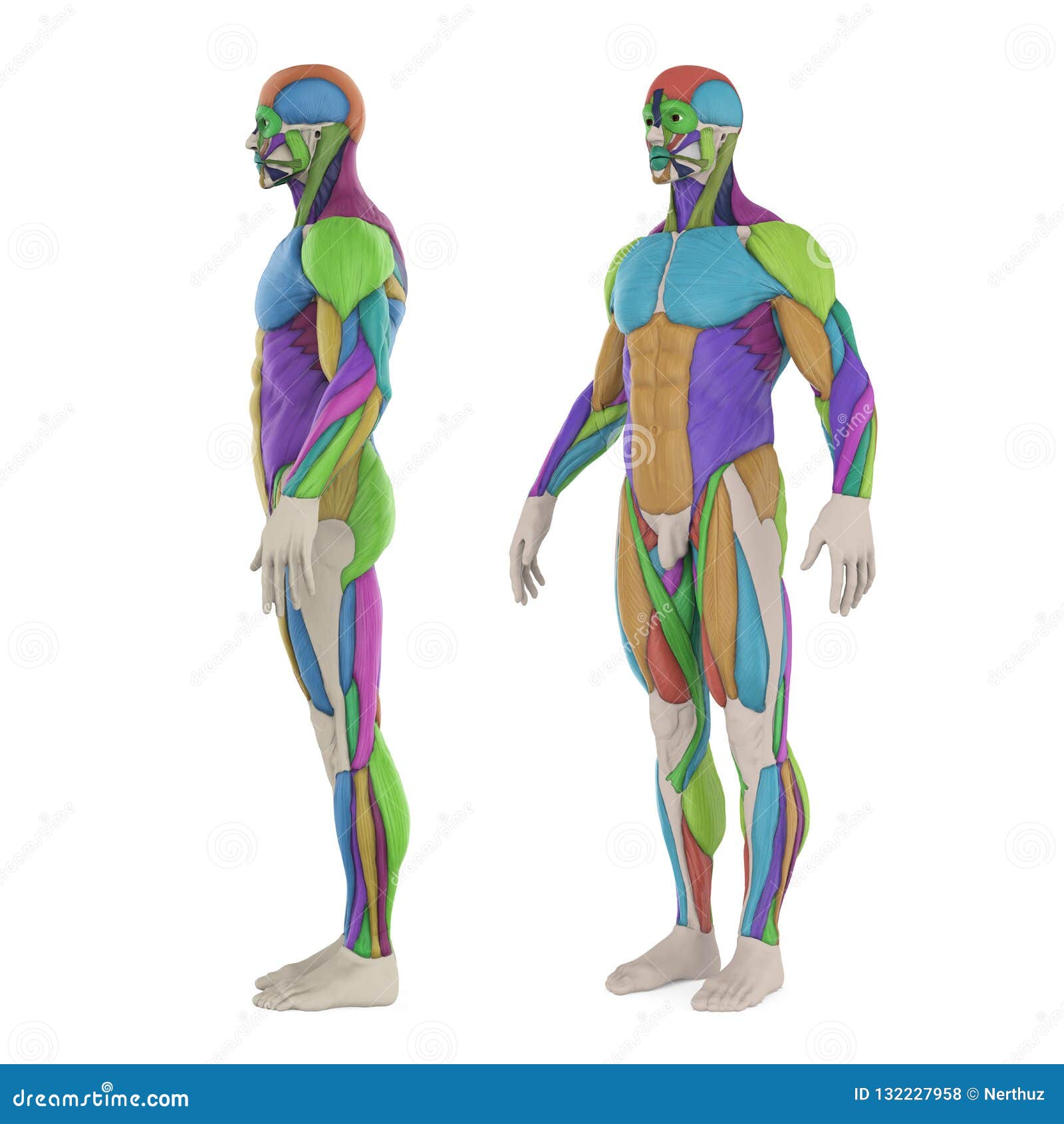 Male Muscular System Isolated Stock Illustration - Illustration of ...