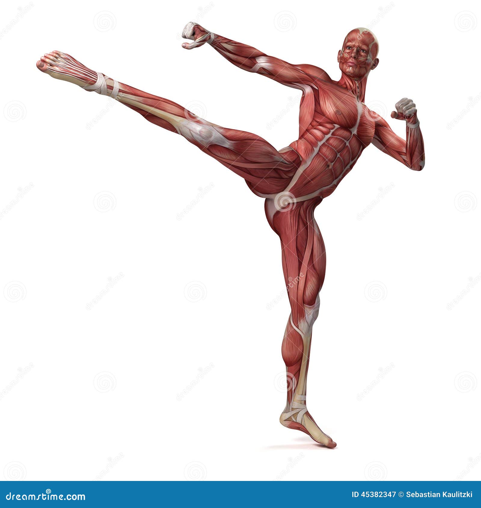 The male muscular system stock illustration. Illustration ...