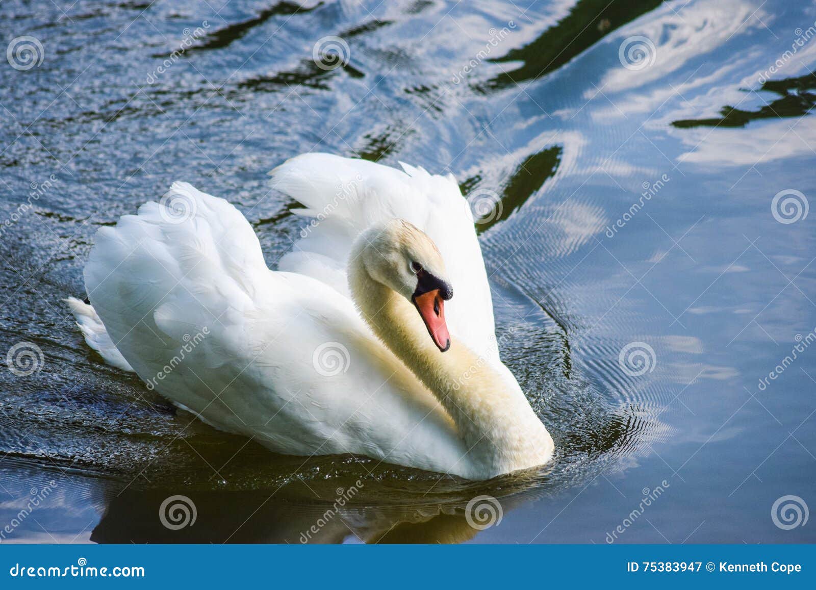 Male Mute Swan stock image. Image of male, threatening 75383947