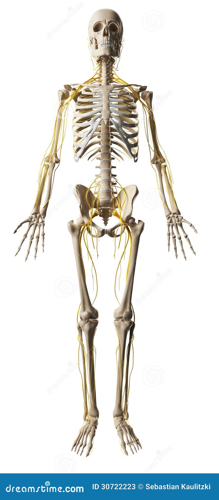 Male nerve system stock illustration. Illustration of nerve - 30722223