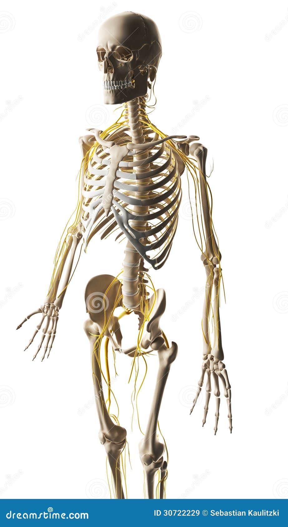 Male nerve system stock illustration. Illustration of skeletal - 30722229