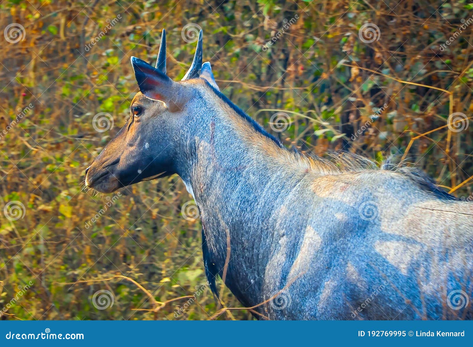 Close Up of a Nilgai or Blue Bull, Boselaphus Tragocamelus, in a Natural  Habitat, Ranthambore National Park, India Stock Image - Image of outdoors,  fauna: 192769995