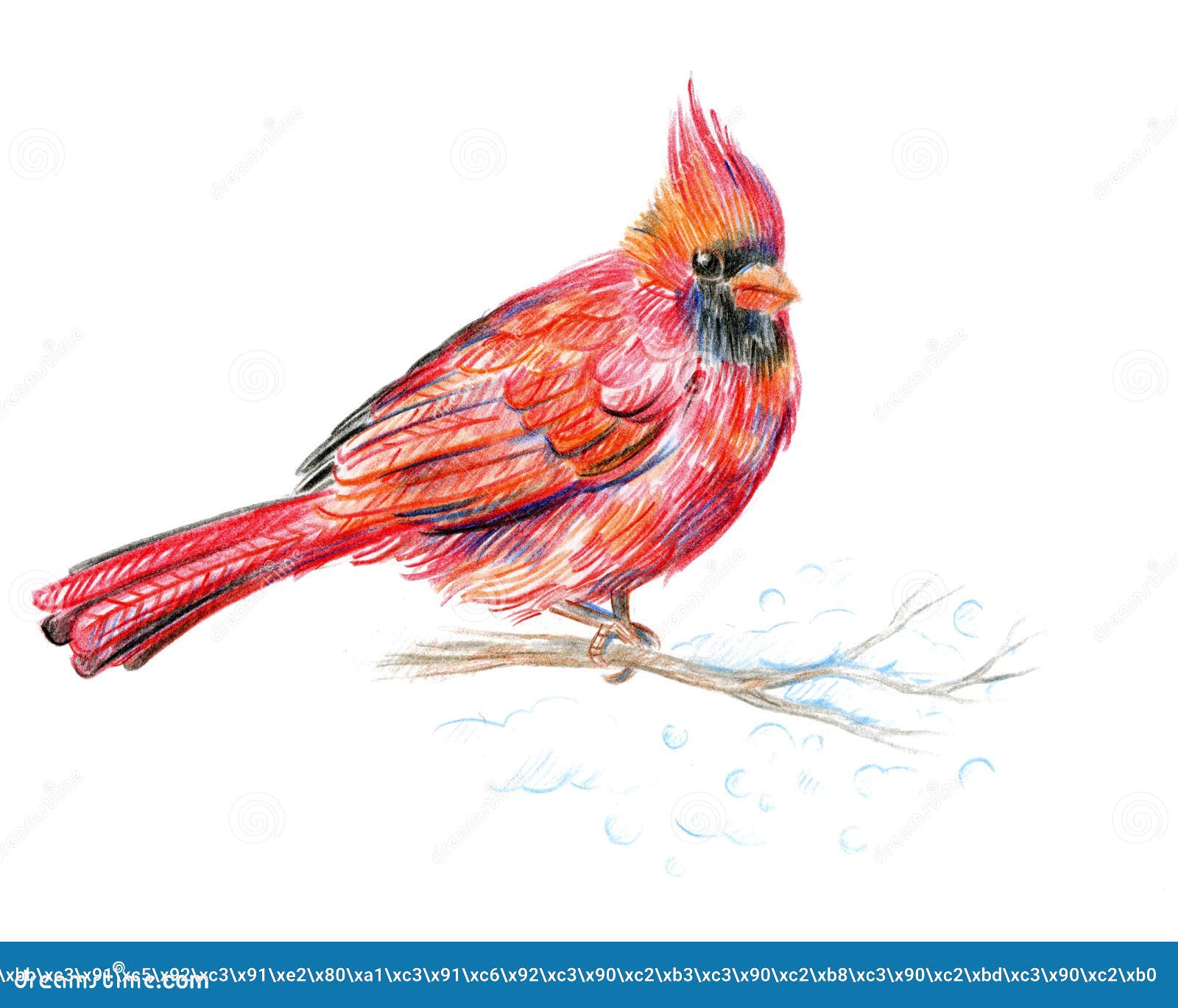 68 Cardinal Bird Drawing Photos Free Royalty Free Stock Photos From Dreamstime