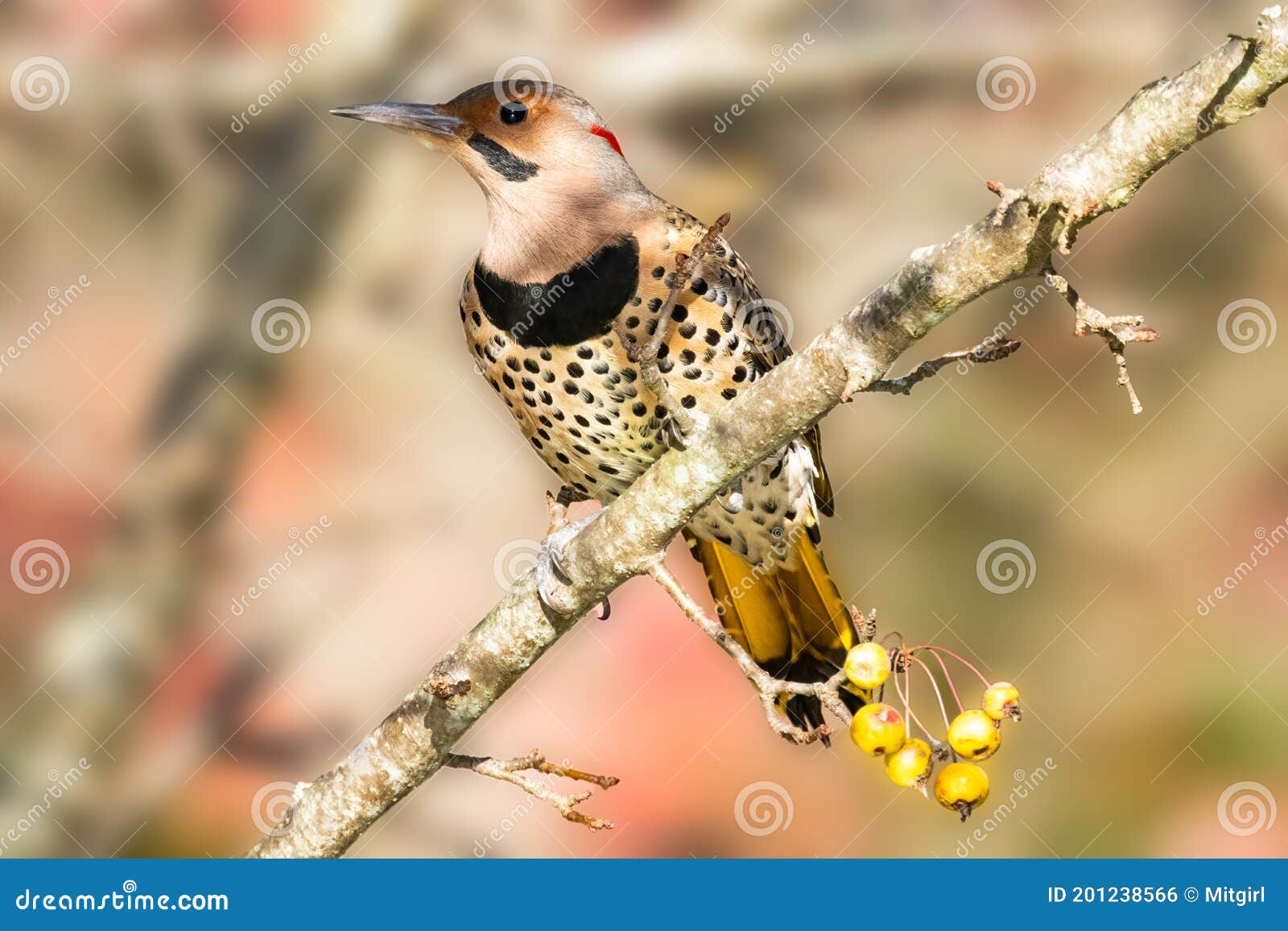 Male Northern Flicker Woodpecker on a Branch Stock Photo - Image of