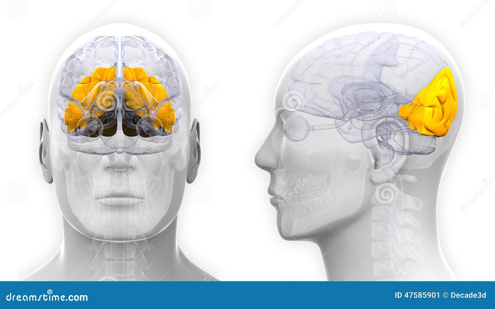 male occipital lobe brain anatomy -  on white