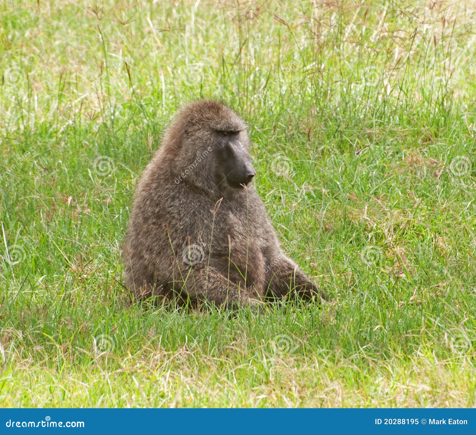 Male Olive Baboon in Amboseli, Kenya Stock Image Image of power