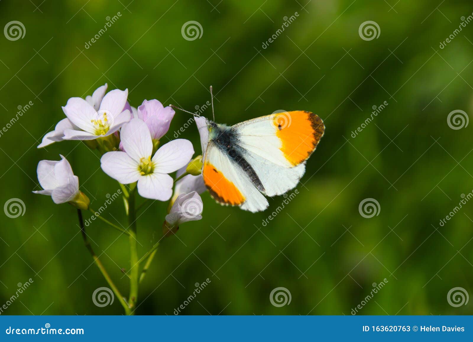 a male orange tip butterfly anthocharis cardamines