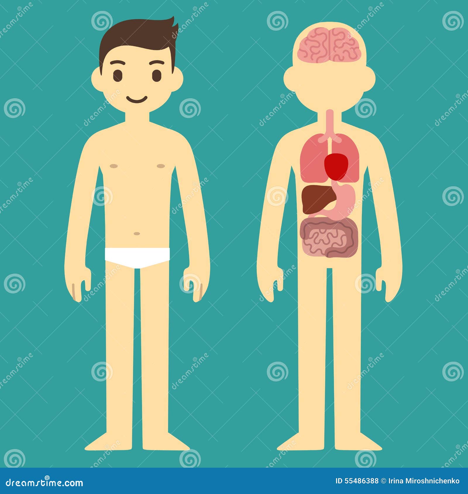 Male Organ Chart Stock Illustration - Image: 55486388