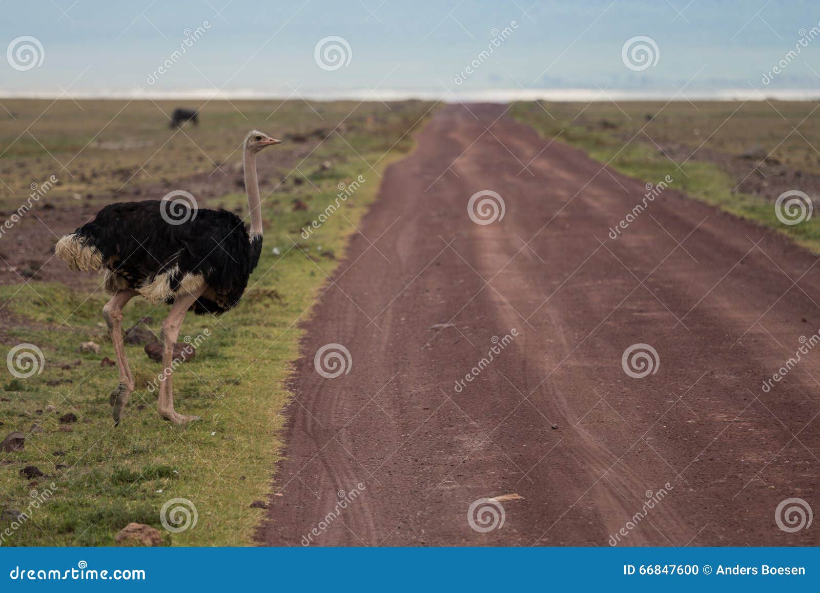 A Male Ostrich Crossing The Road Stock Photo - Image of ...