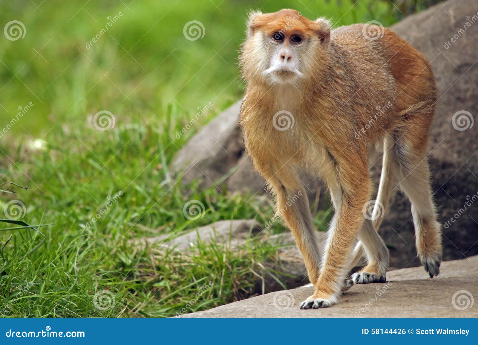 patas monkey walking