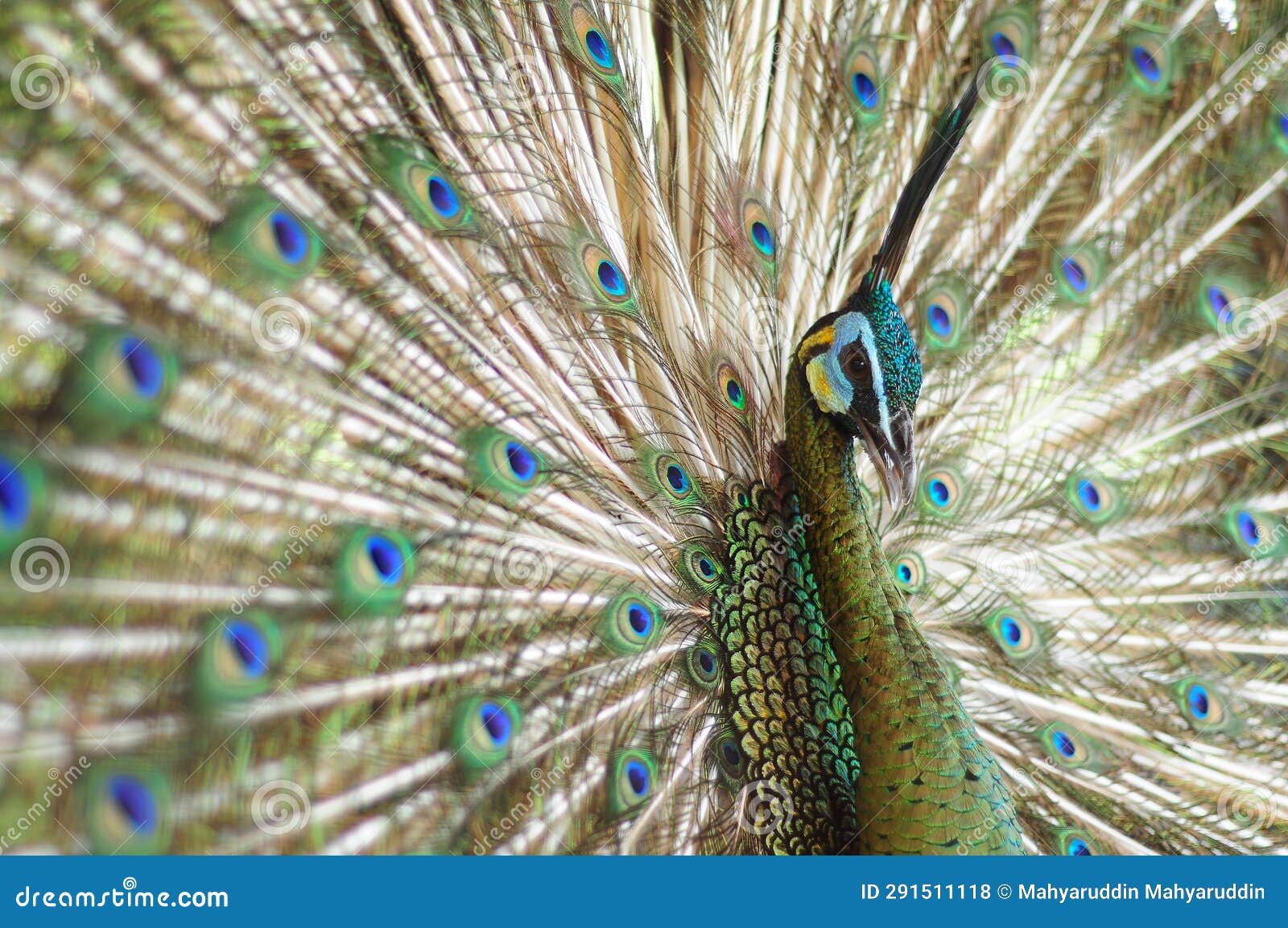 Male Peacock with Beautiful Blossom Tail Stock Photo Image of