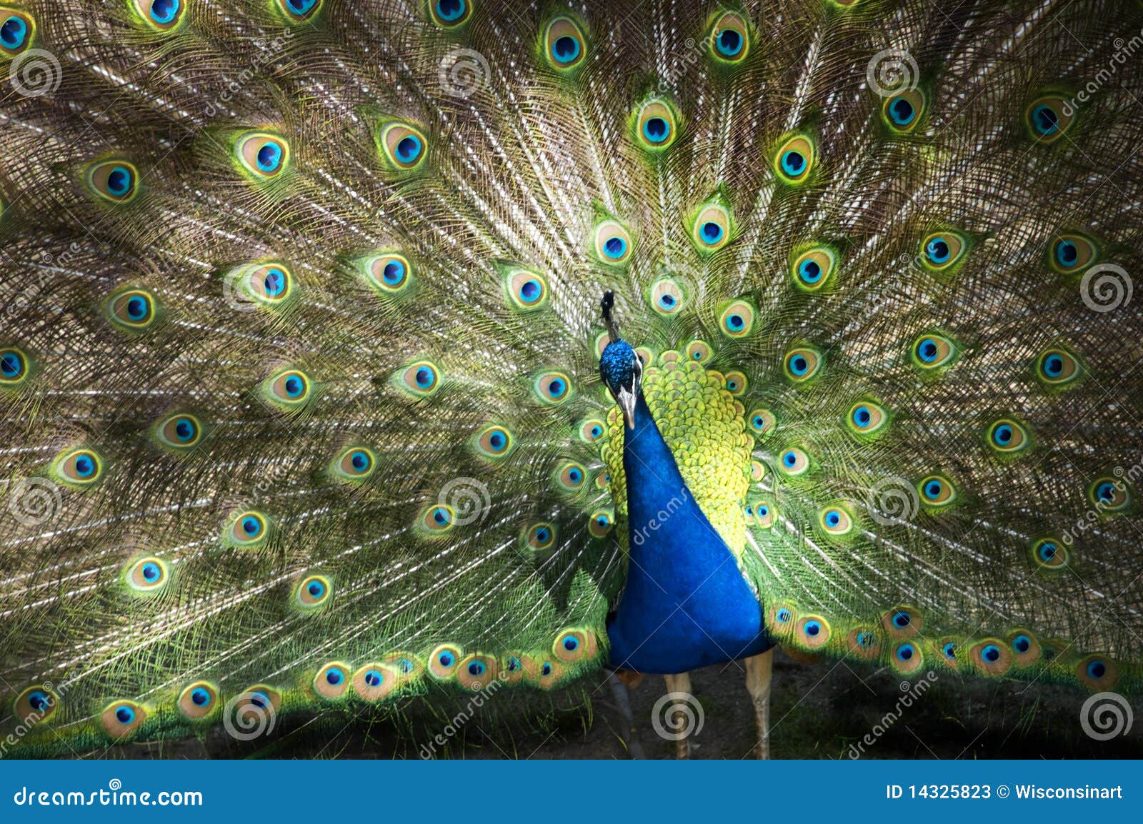 male peacock feathers full plumage