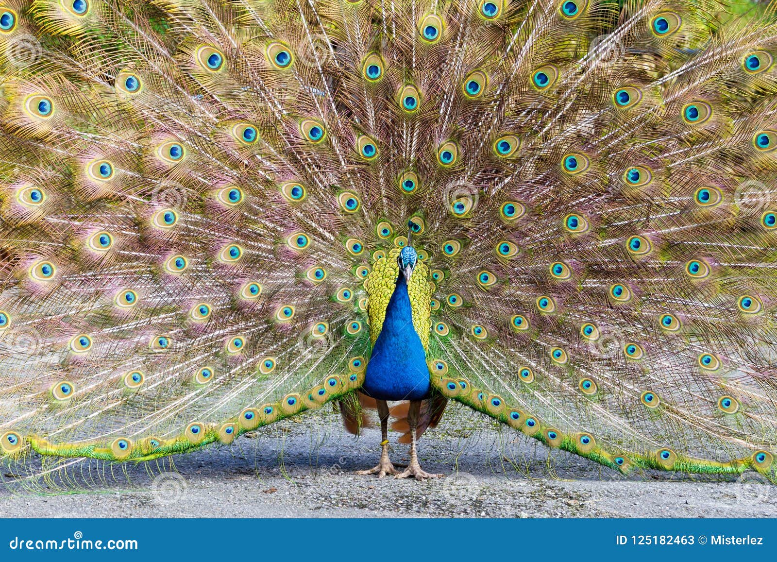 peacock displaying plumage