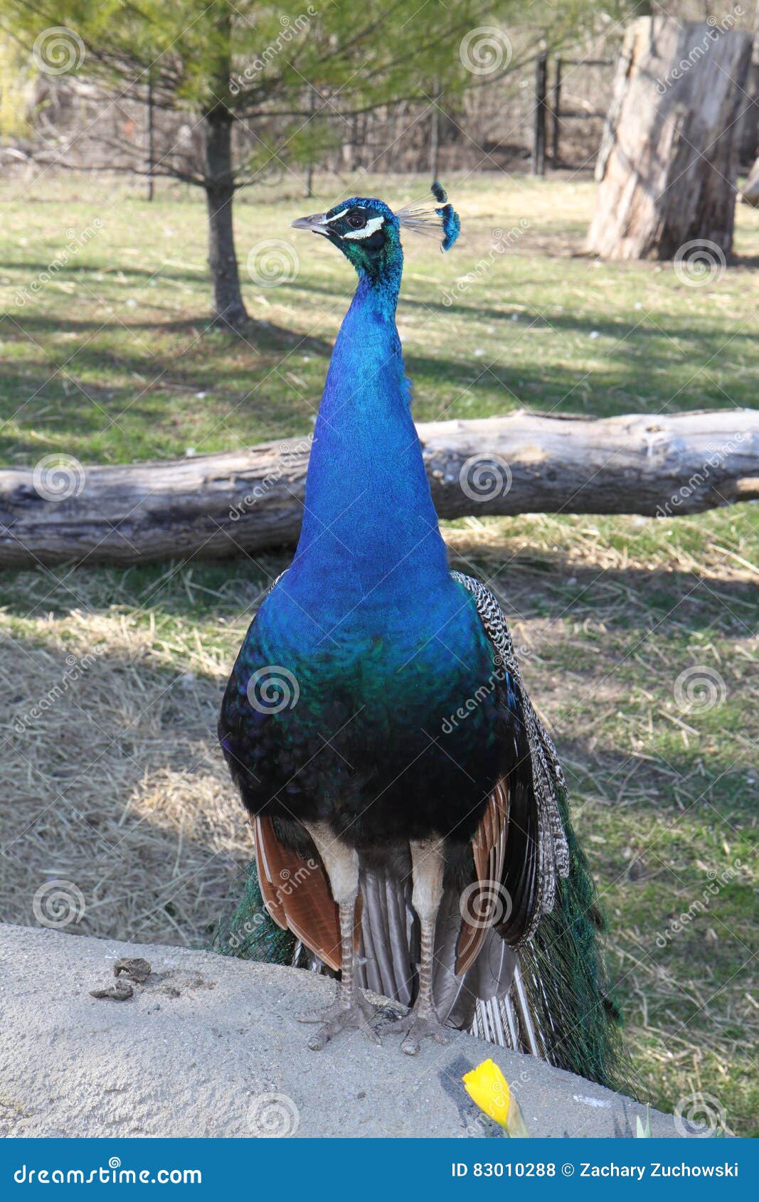 A Male Peacock Standing Tall Stock Photo Image Of Nature Neck 0102