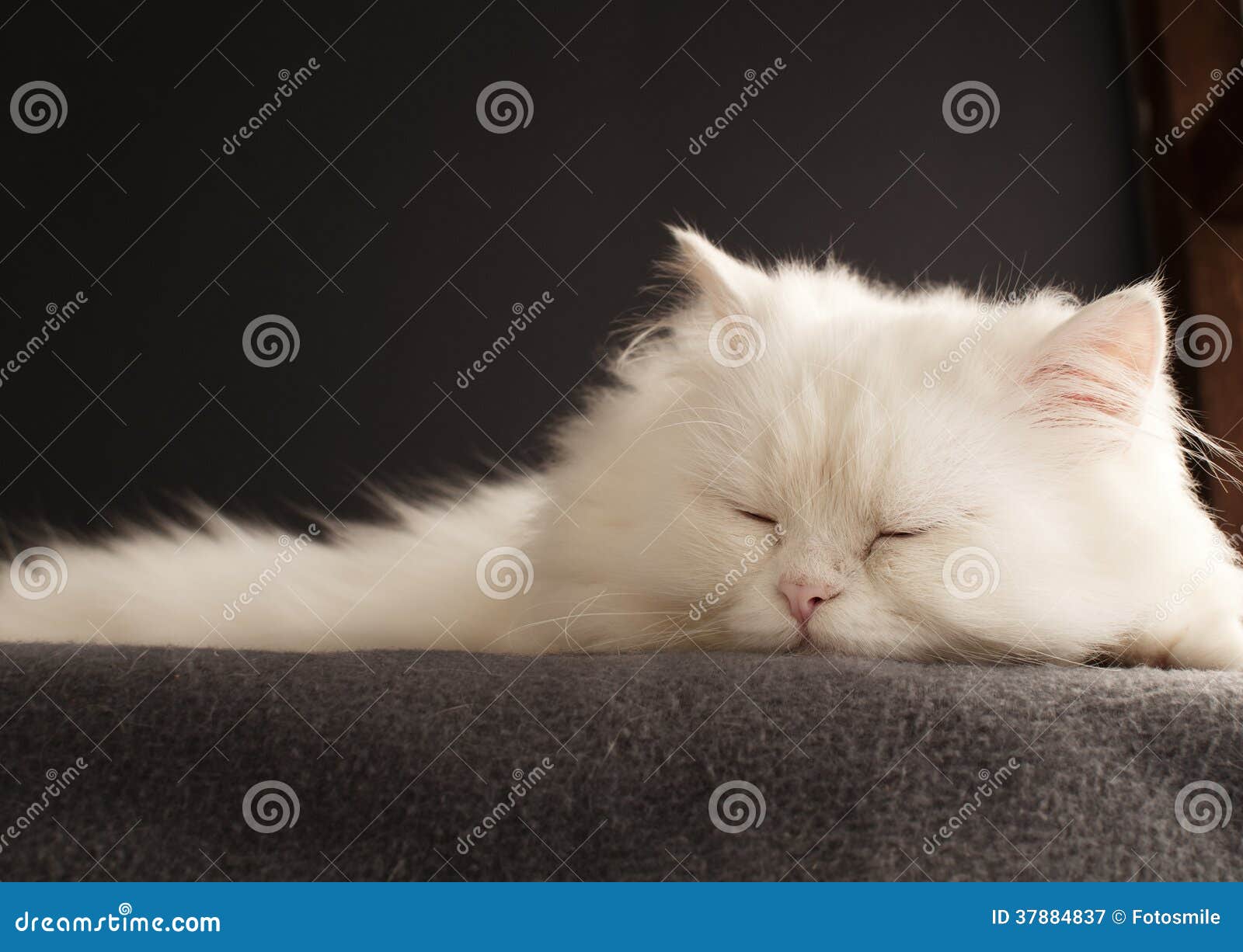 Male Persian cat sleeping stock image. Image of long 37884837