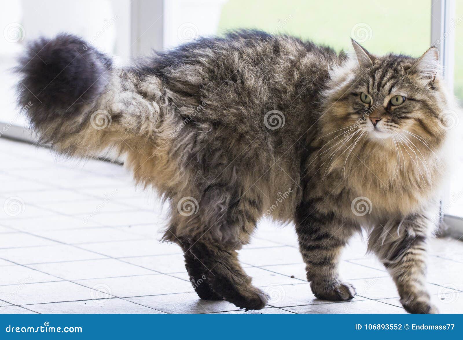 Cute Brown Cat Walking Outdoor, Siberian Purebred Male Pet Stock Photo ...