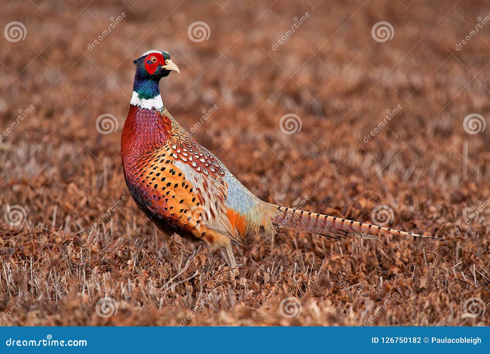 Male Pheasant Rooster in a Freshly Cut Field Stock Photo Image of