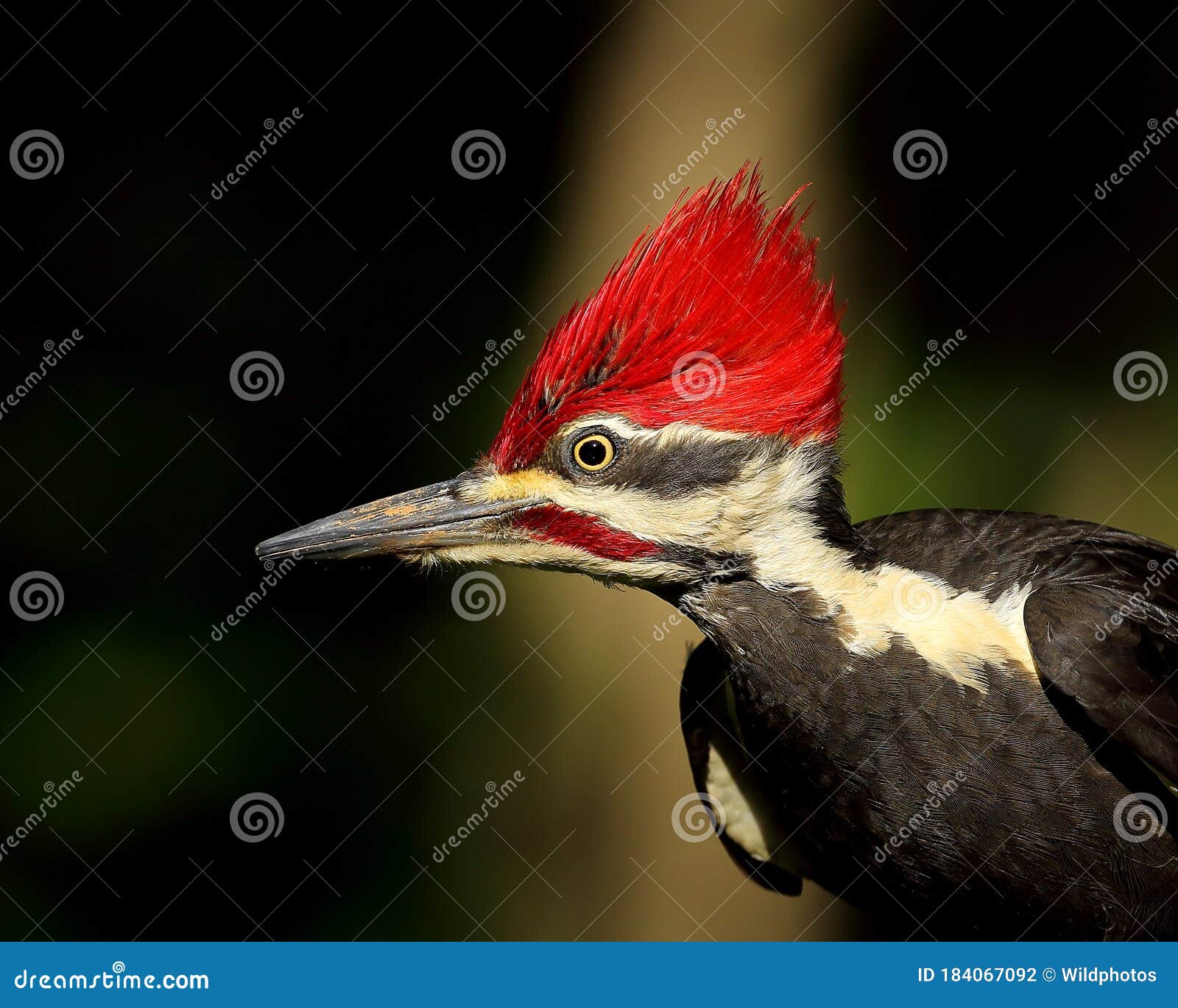 red headed pileated woodpecker