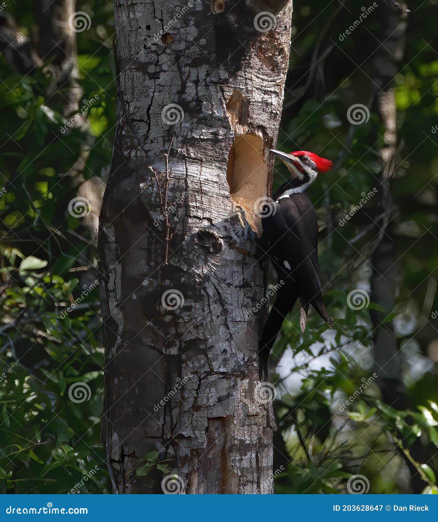Male Pileated Woodpecker Looking into Nesting Tree Cavity Stock Image