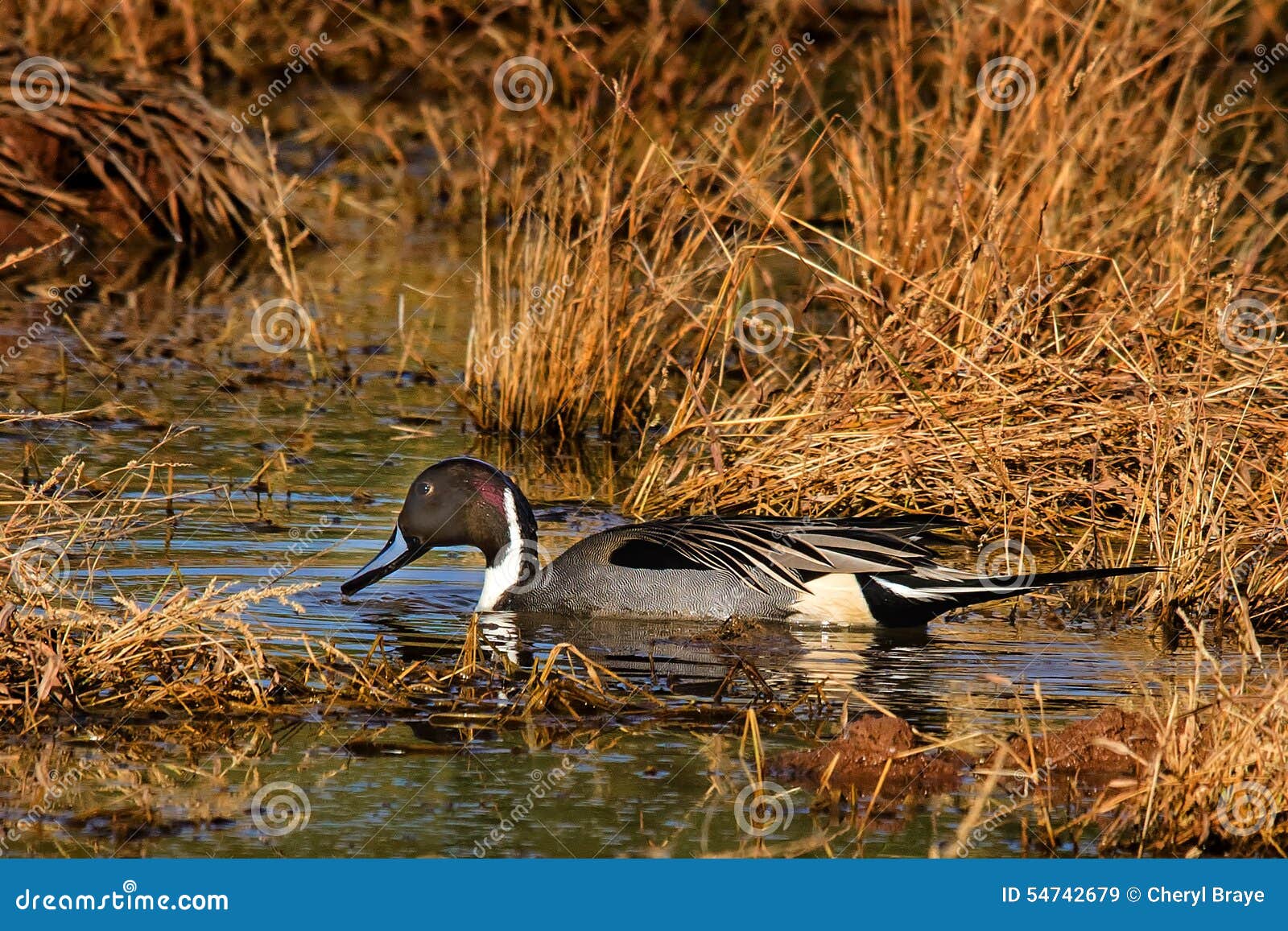 Male Pintail in Marsh in Fall Stock Image Image of pintail, duck