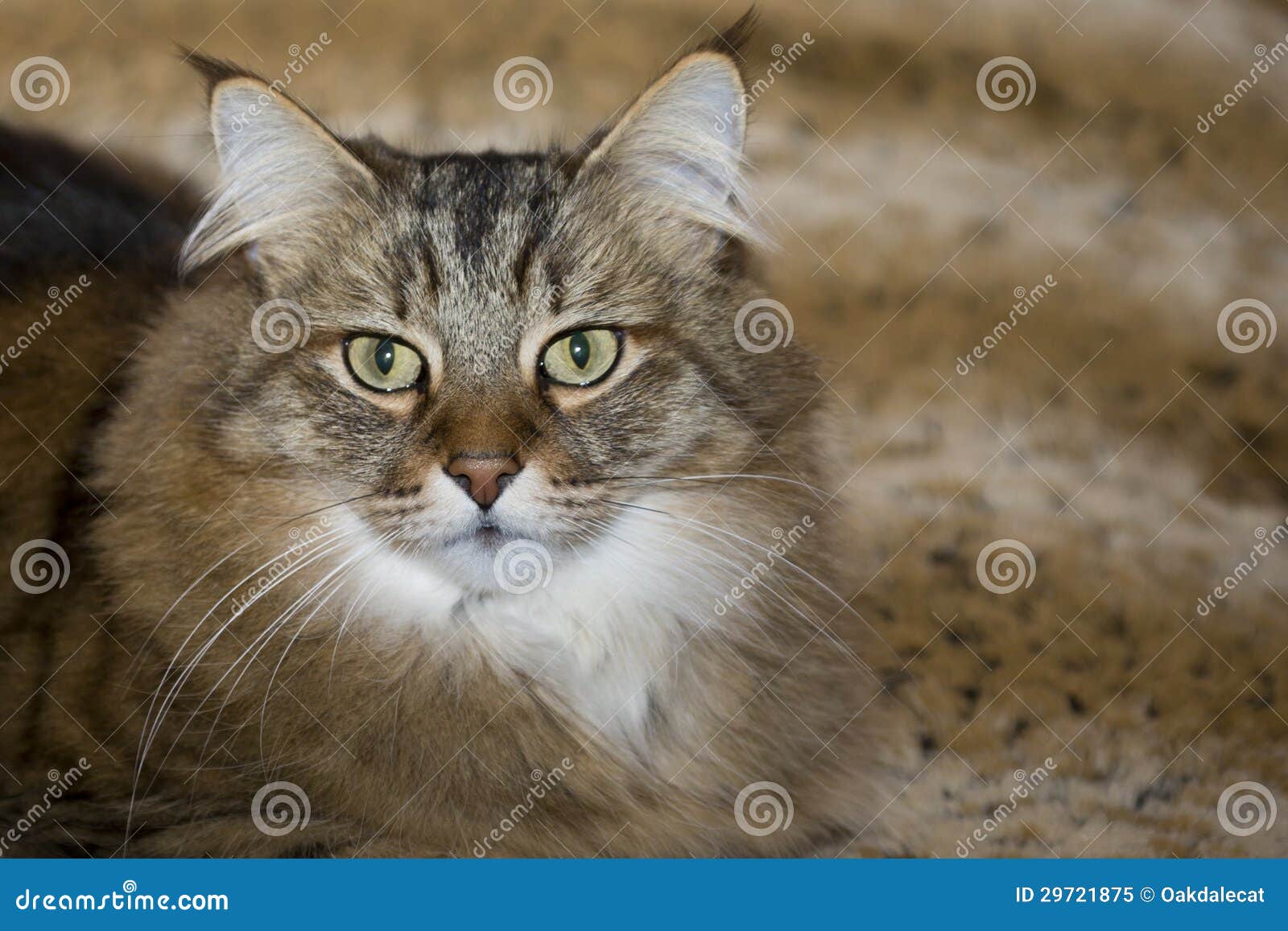 long-whiskered pixie bob cat