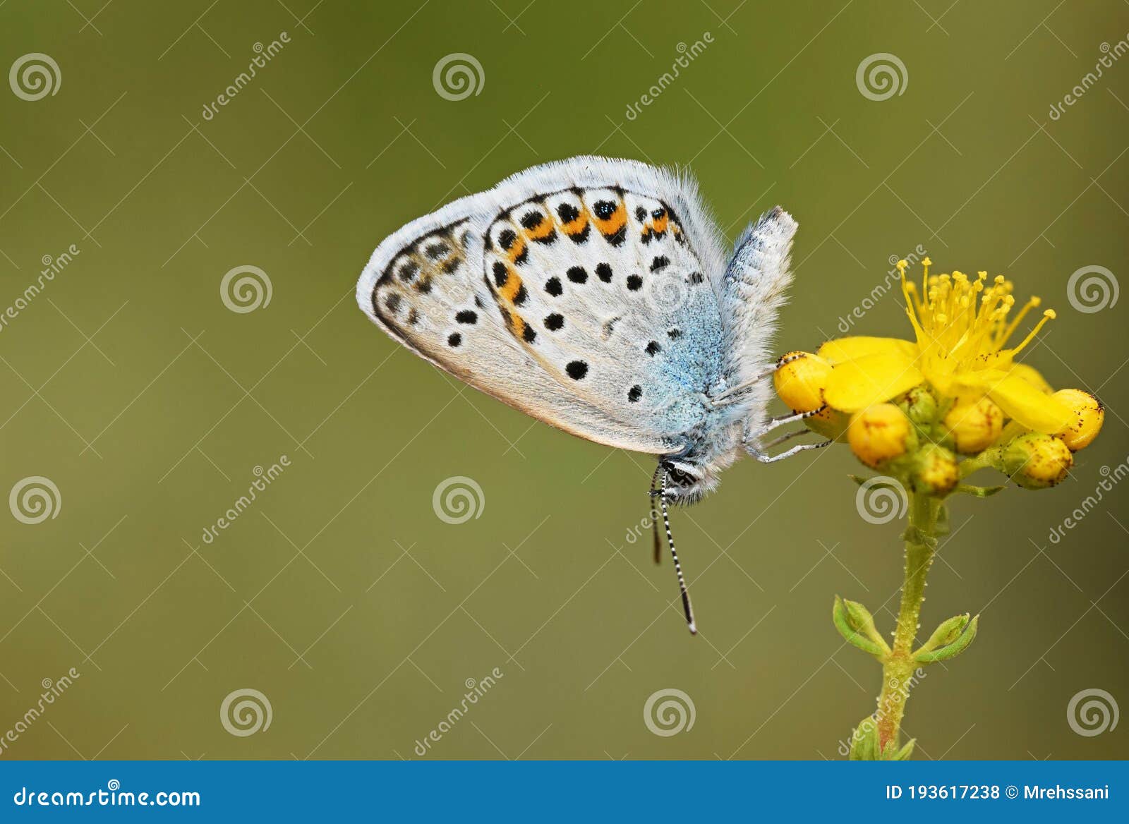 male plebejus idas , the idas blue or northern blue butterfly on flower