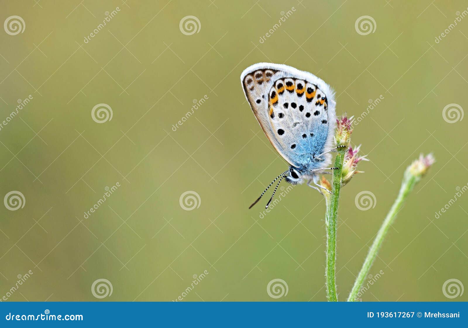 male plebejus idas , the idas blue or northern blue butterfly on flower
