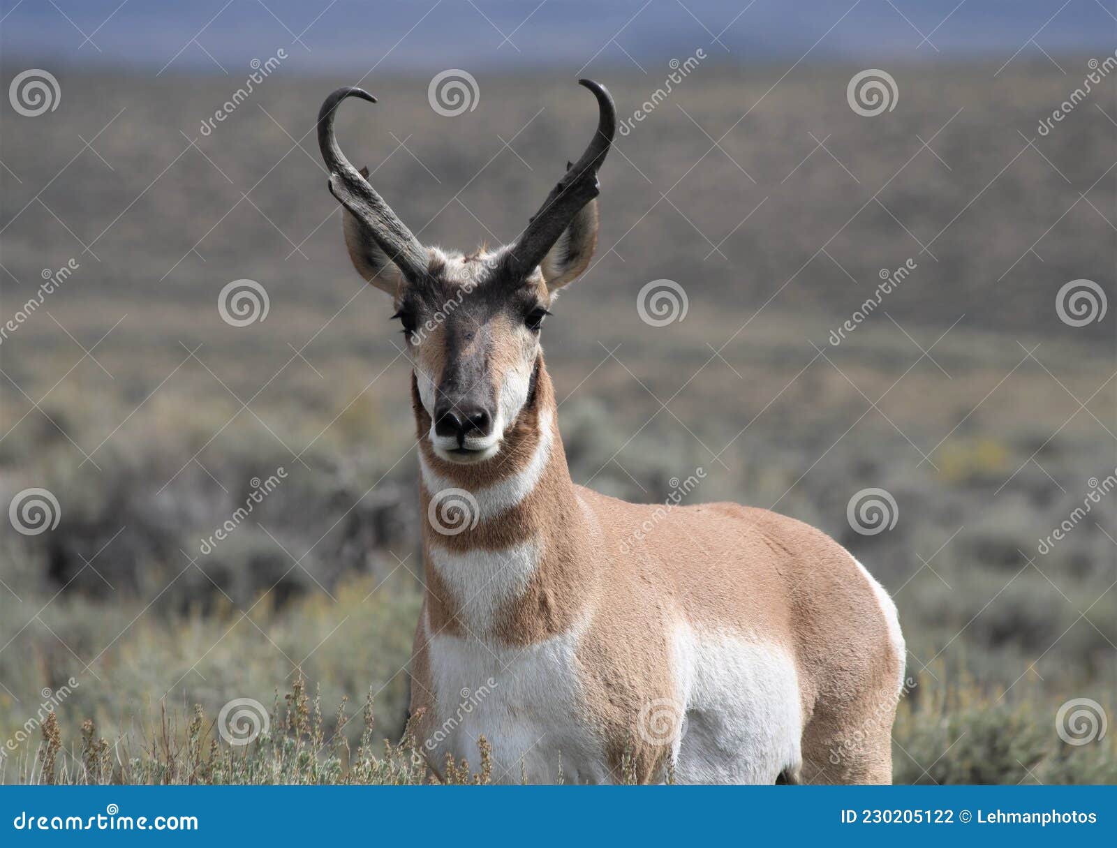 Pronghorn Antelope Buck Alert Stock Photo - Image of biology, fast:  230205122