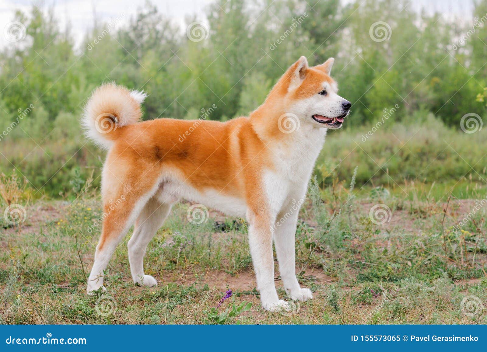 purebred japanese akita