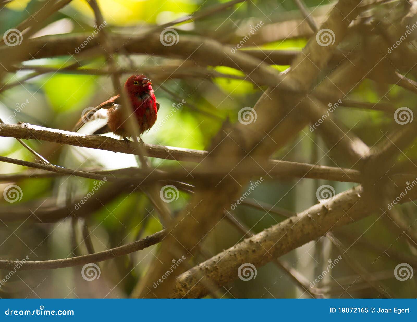 A male Red-billed Fire Finch after a bath. A Red-billed Fire Finch cleans itÂ´s feathers after having a bath in one of the numerous rainwater pools of the Gambian forest.
