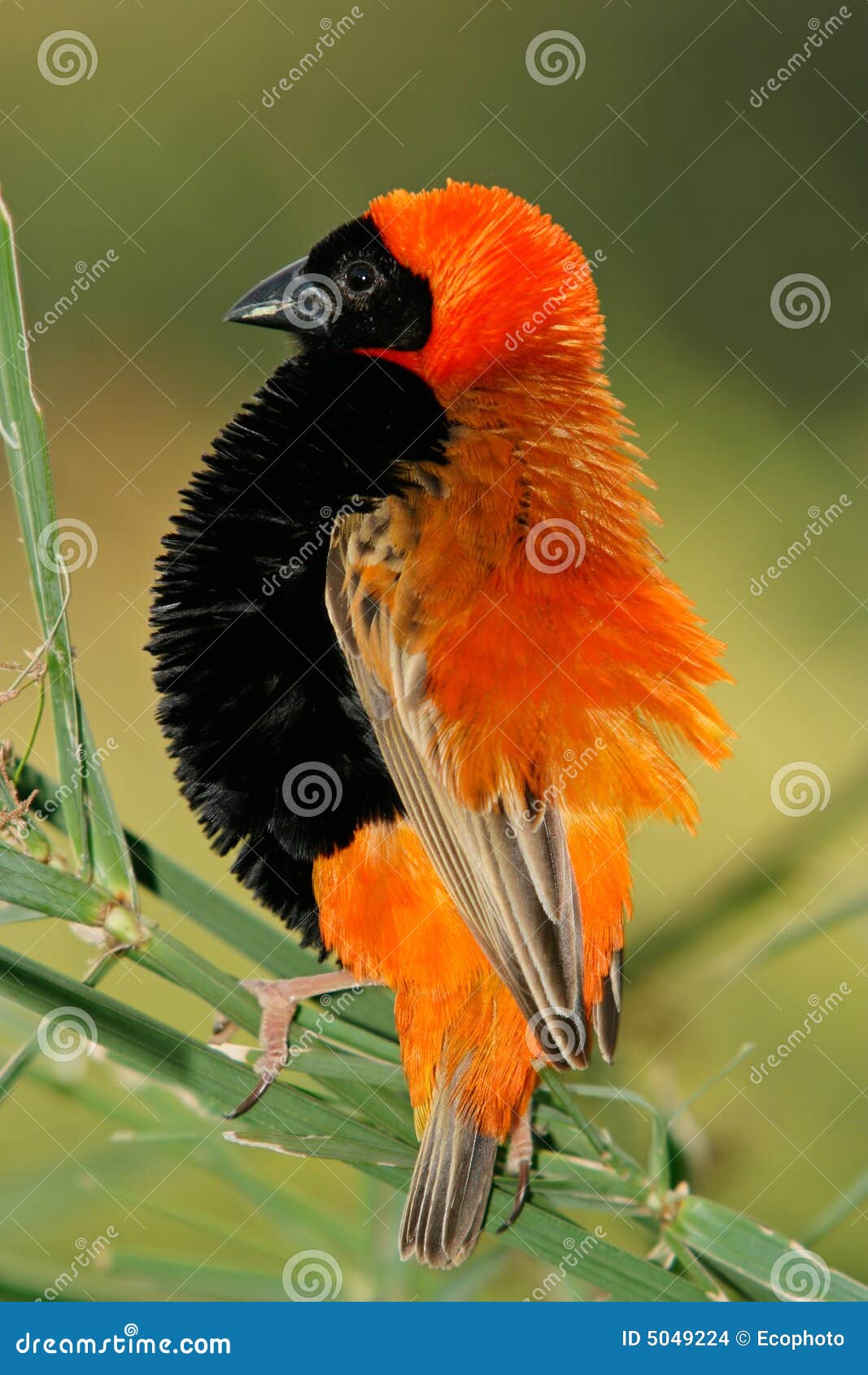 male red bishop bird