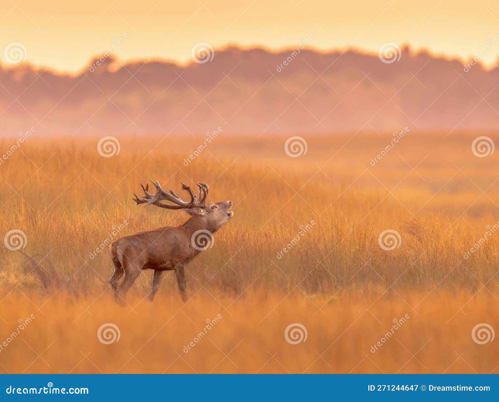 Male red deer displaying at sunset in natural habitat on Veluwe