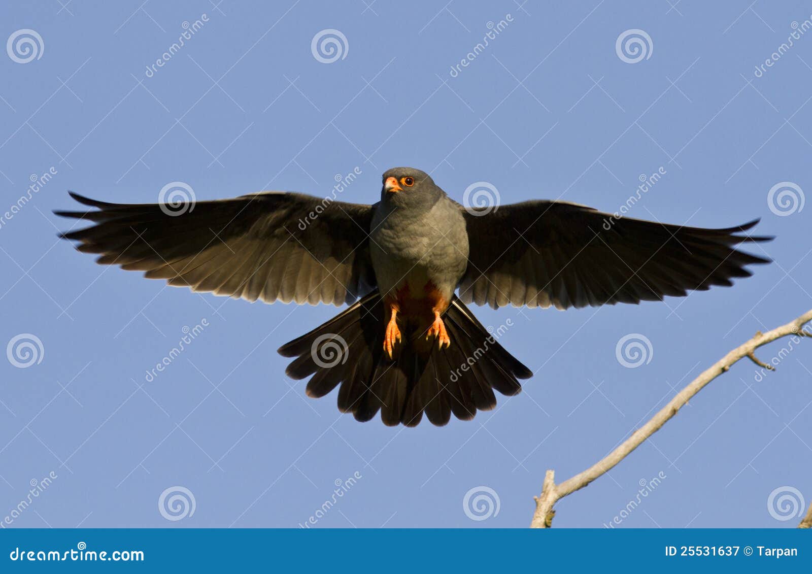 the male red-footed falcon.
