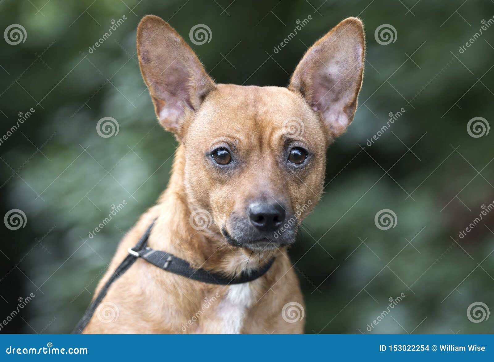 small mixed breed dogs for adoption