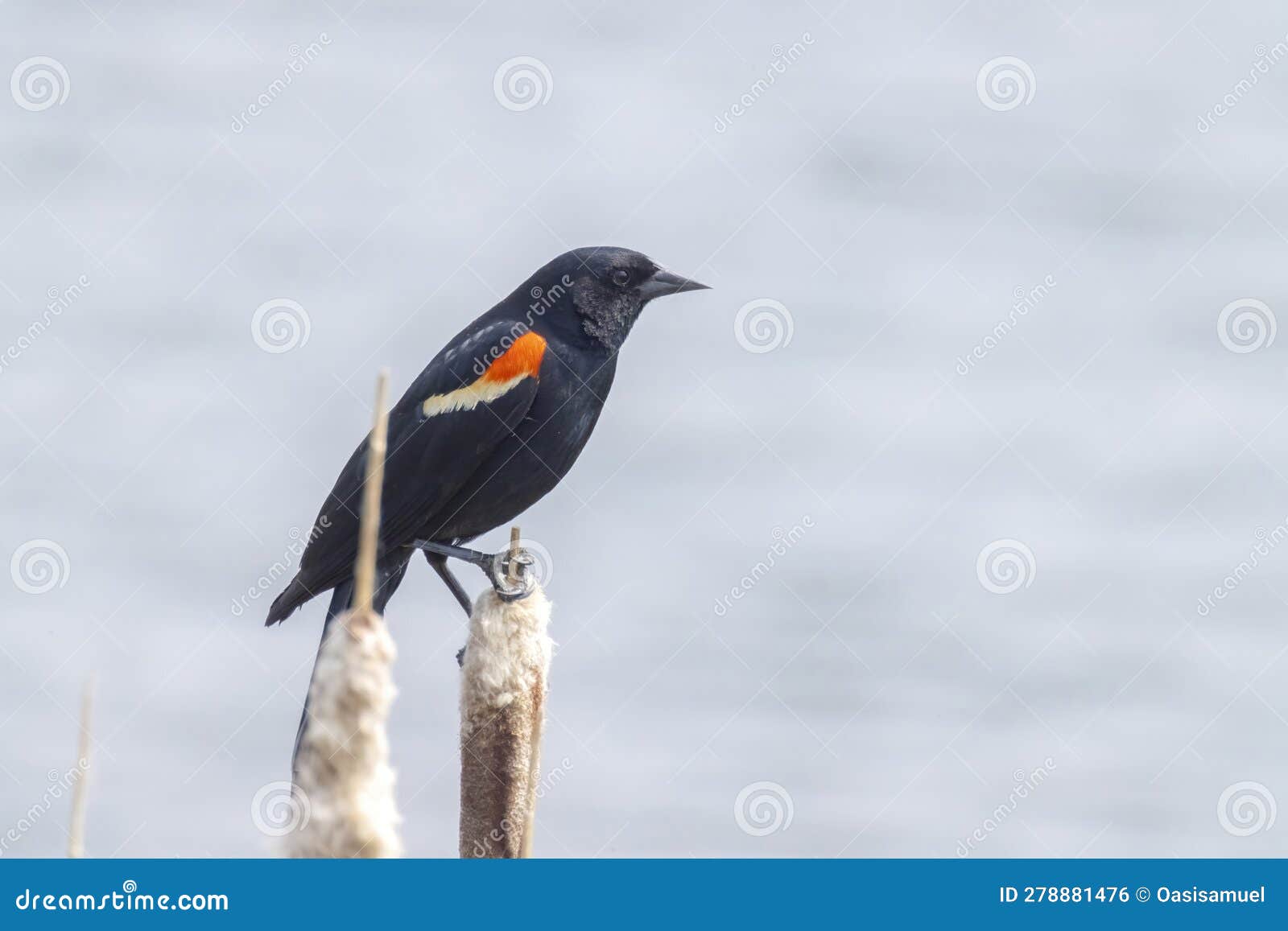 a male red-winged blackbird bird, a passerine bird of the family icteridae found in most of north america