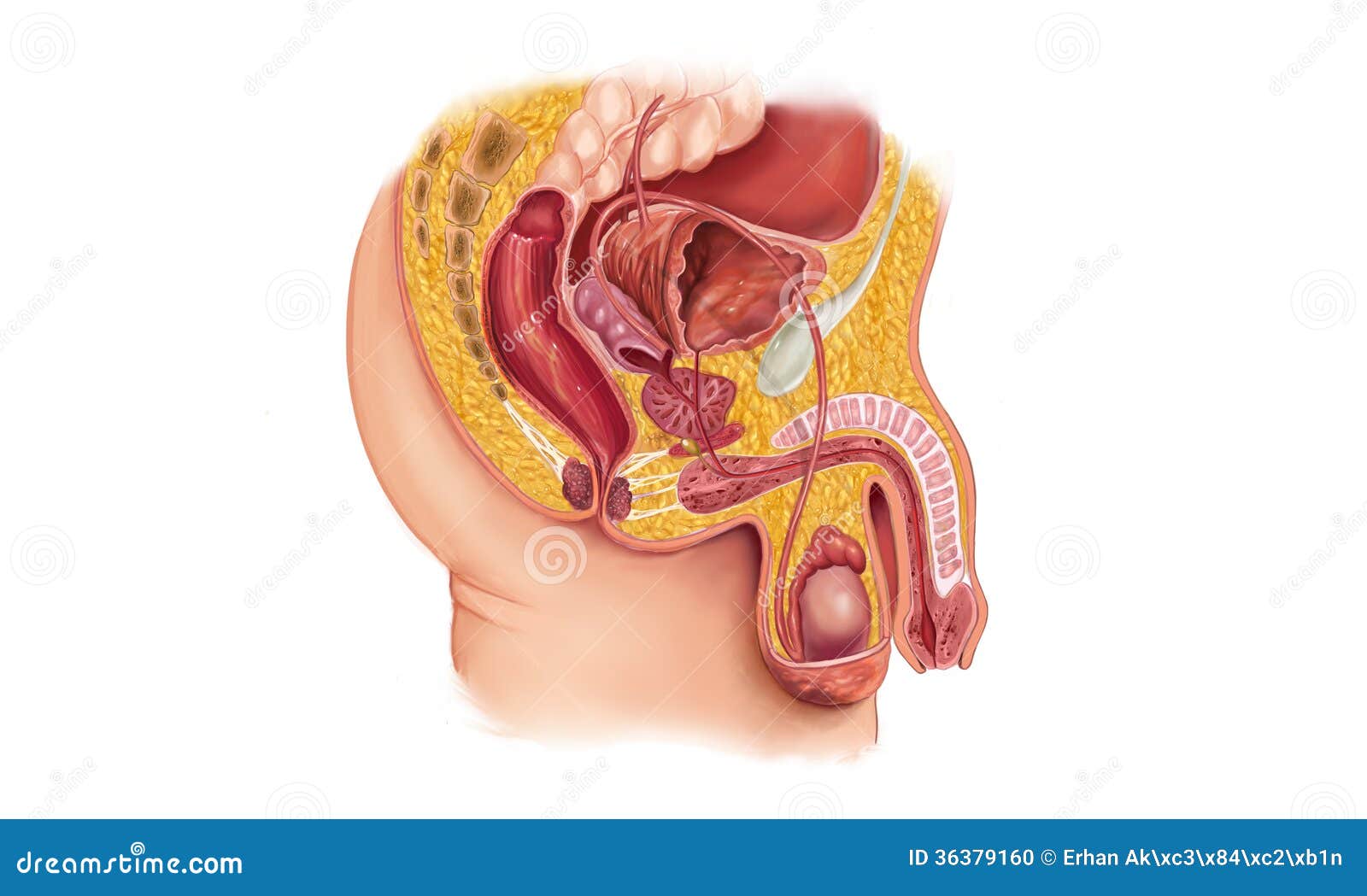 Male Reproductive System Stock Illustrations – 2,540 Male Reproductive  System Stock Illustrations, Vectors & Clipart - Dreamstime