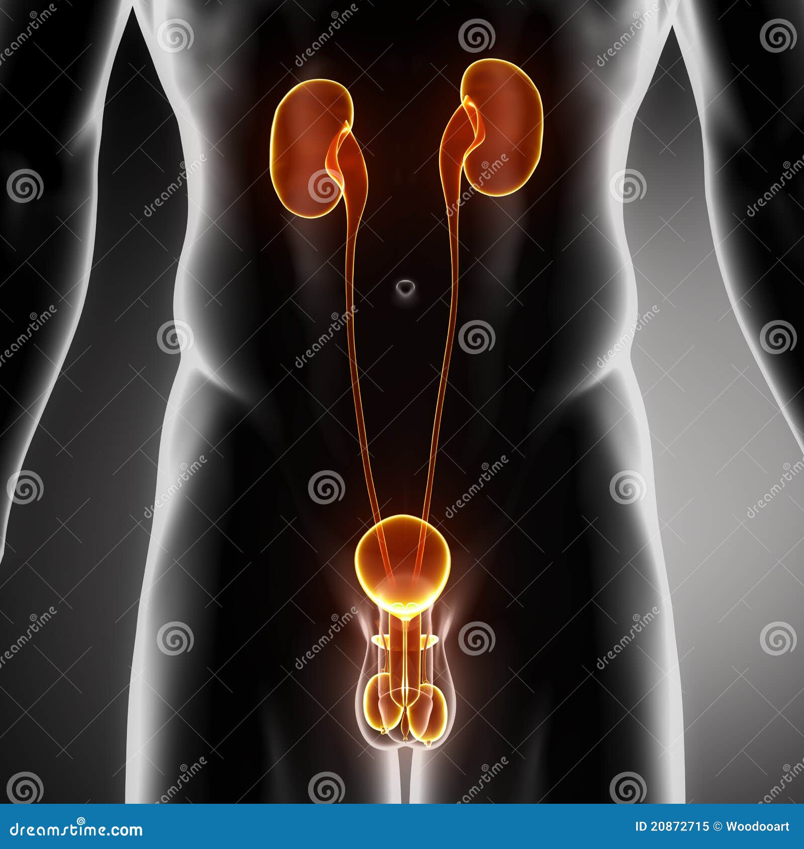 Male Reproductive Organs With Testis Stock Illustration - Image: 20872715