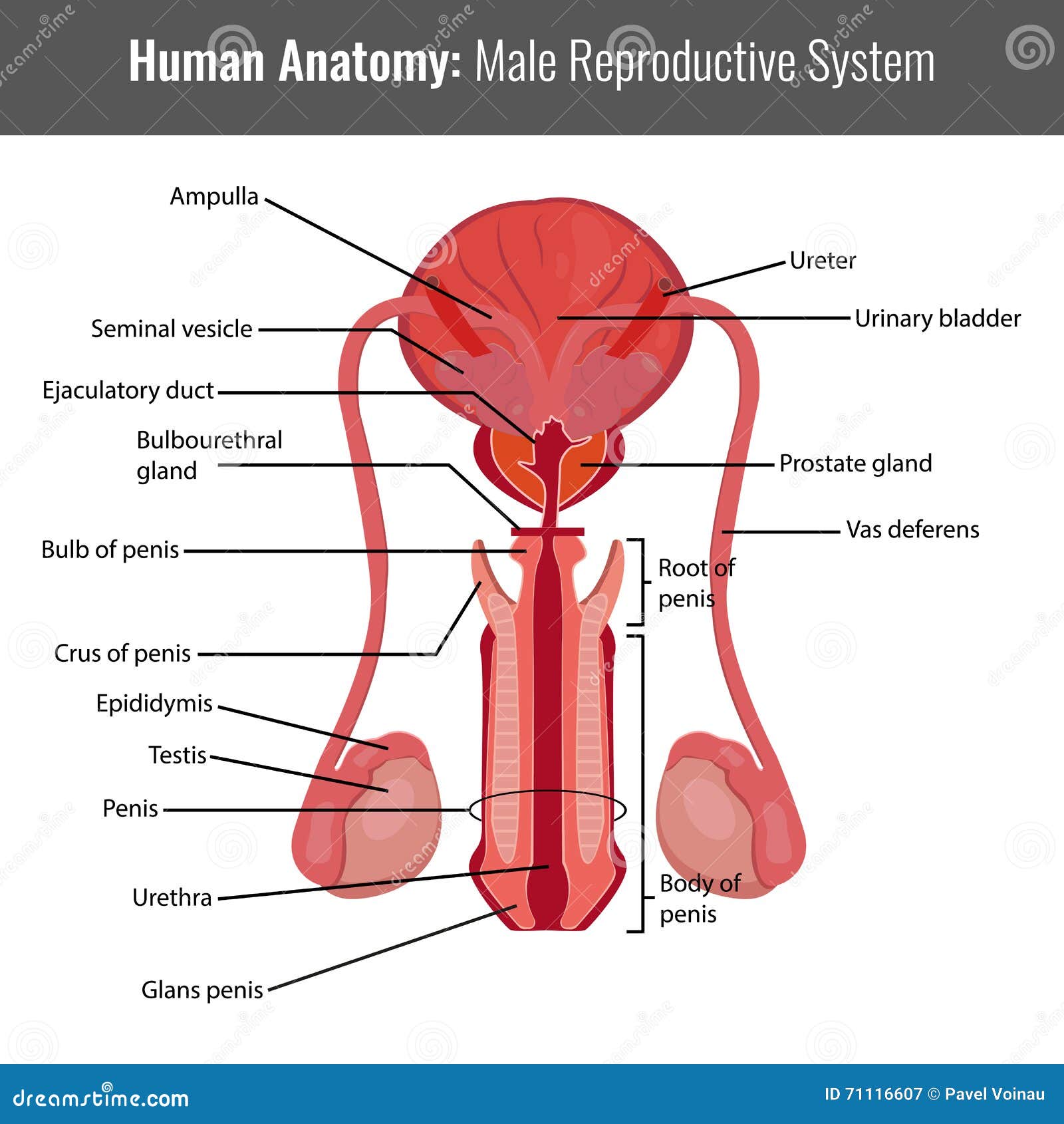 structura penisului în erecție