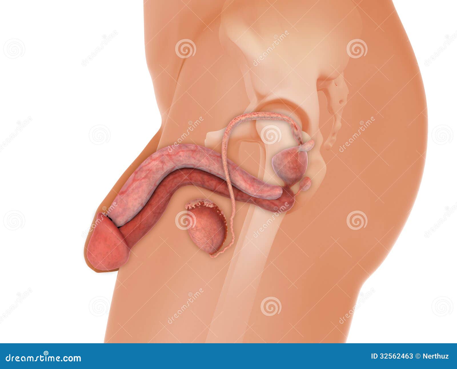 Male Reproductive System stock illustration. Illustration of anatomical -  32562463