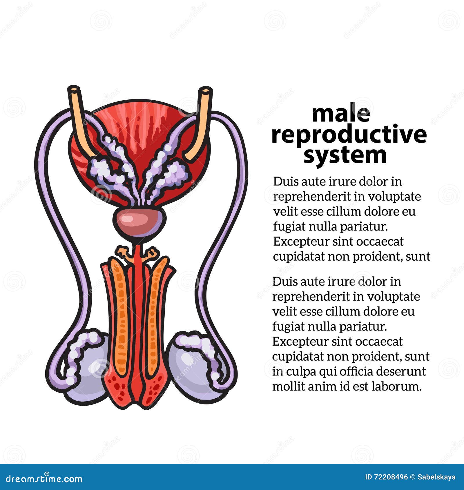RCSI - Drawing Male reproductive system - English labels | AnatomyTOOL
