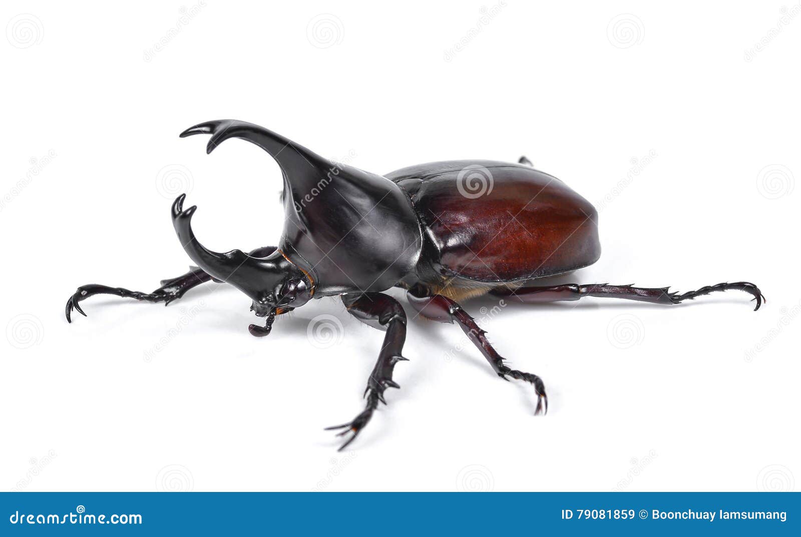 prehistoric rhinoceros beetle prehistoric rhinoceros beetle