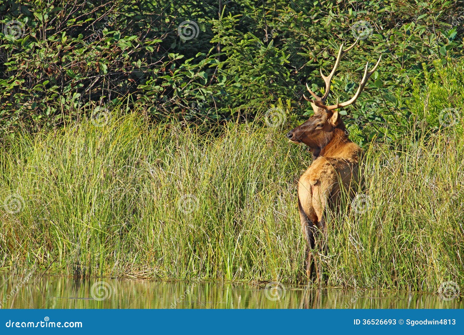 male roosevelt elk in prairie creek redwoods state park, california