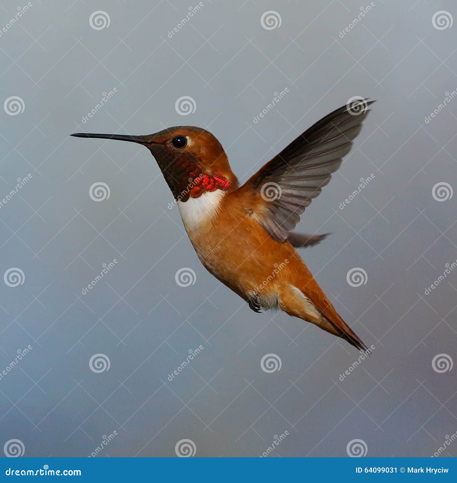 male rufous hummingbird