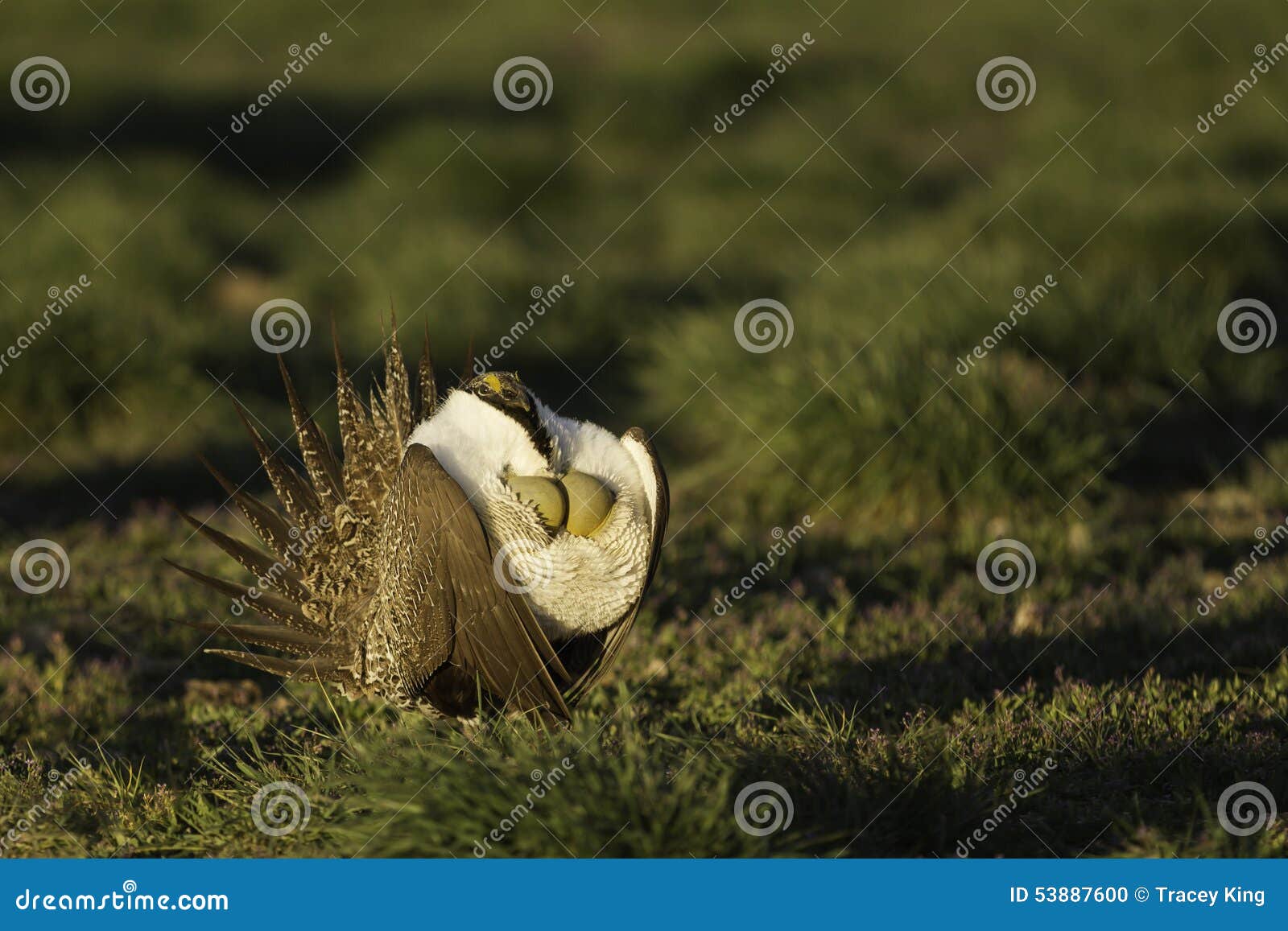male sage grouse inflates it's air sacs while strutting on a lek in the golden morning light