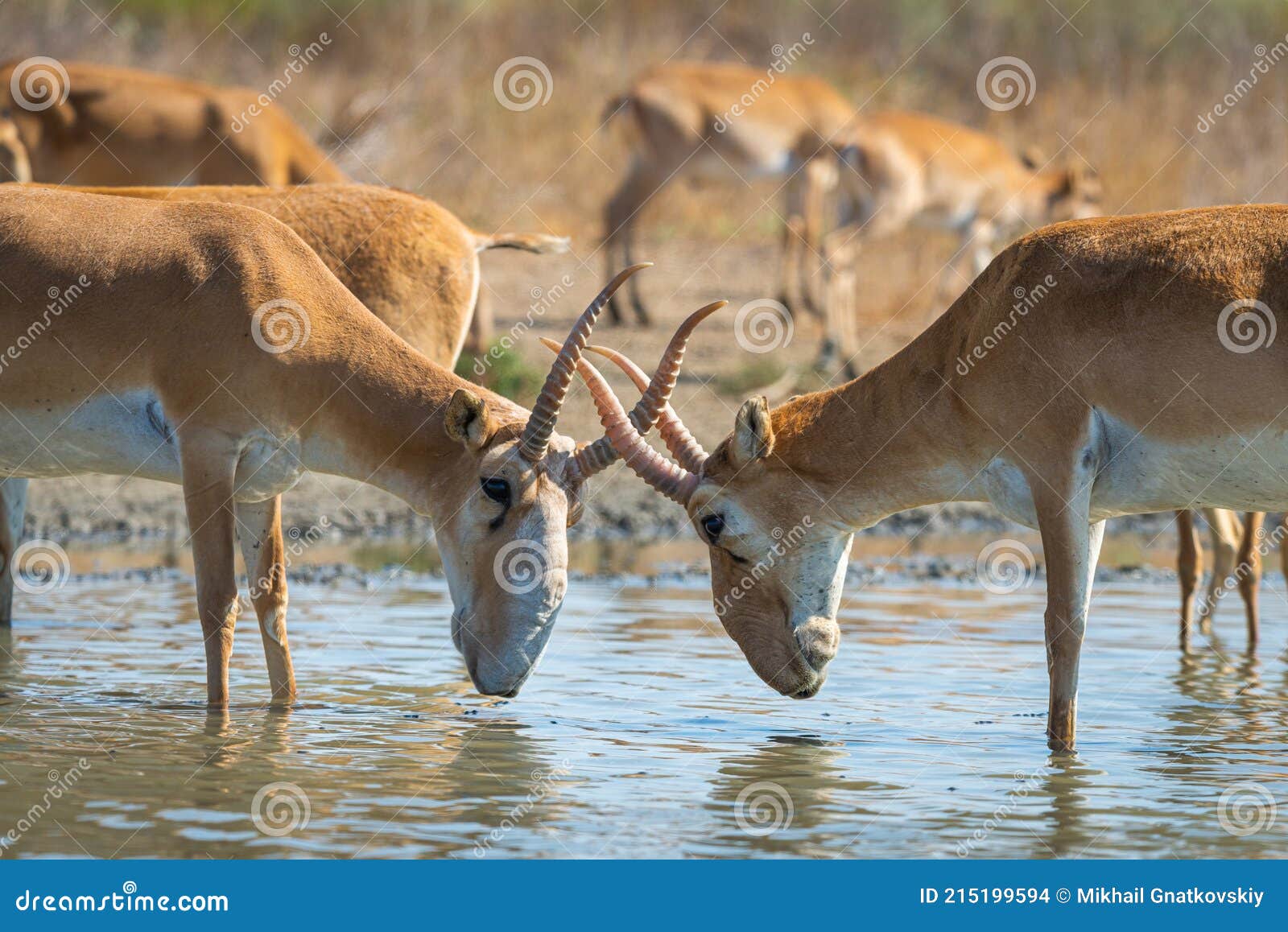 male saiga antelope or saiga tatarica