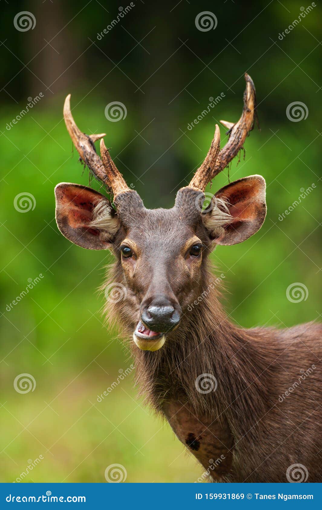 Male Sambar Deer Enjoy Eating Wild Fruit Stock Image - Image of jungle,  deer: 159931869