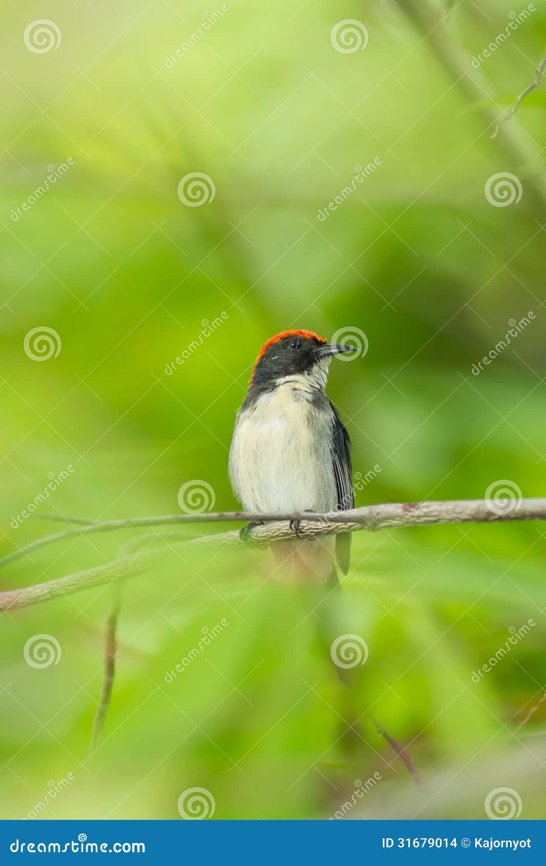 male scarlet-backed flowerpecker